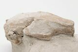 Oligocene, Fossil Rabbit (Palaeolagus) Skull - Wyoming #197352-1